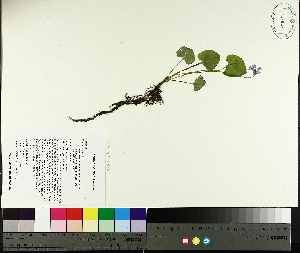  ( - TJD-076)  @11 [ ] CreativeCommons - Attribution Non-Commercial (2014) MTMG McGill University Herbarium