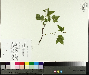  ( - TJD-078)  @11 [ ] CreativeCommons - Attribution Non-Commercial (2014) MTMG McGill University Herbarium