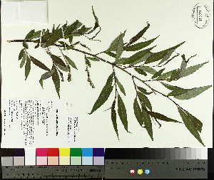  (Salix x fragilis - TJD-079)  @11 [ ] CreativeCommons - Attribution Non-Commercial (2014) MTMG McGill University Herbarium