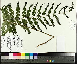  (Osmundastrum cinnamomeum - TJD-478)  @11 [ ] CreativeCommons - Attribution Non-Commercial (2014) MTMG McGill University Herbarium