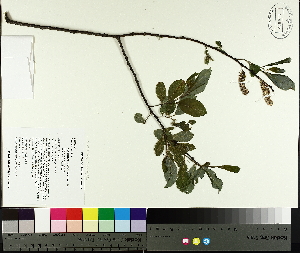  ( - TJD-082)  @11 [ ] CreativeCommons - Attribution Non-Commercial (2014) MTMG McGill University Herbarium