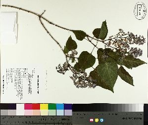  ( - TJD-083)  @11 [ ] CreativeCommons - Attribution Non-Commercial (2014) MTMG McGill University Herbarium