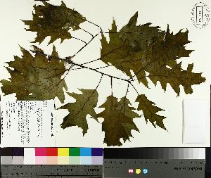  ( - TJD-084)  @11 [ ] CreativeCommons - Attribution Non-Commercial (2014) MTMG McGill University Herbarium