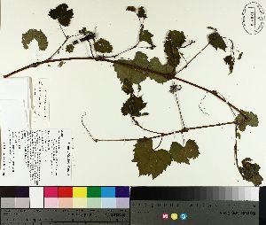  ( - TJD-088)  @11 [ ] CreativeCommons - Attribution Non-Commercial (2014) MTMG McGill University Herbarium