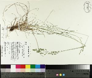  ( - TJD-091)  @11 [ ] CreativeCommons - Attribution Non-Commercial (2014) MTMG McGill University Herbarium