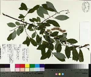  ( - TJD-092)  @11 [ ] CreativeCommons - Attribution Non-Commercial (2014) MTMG McGill University Herbarium