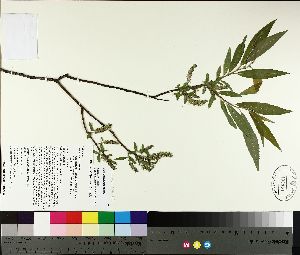  ( - TJD-094)  @11 [ ] CreativeCommons - Attribution Non-Commercial (2014) MTMG McGill University Herbarium