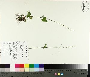  ( - TJD-101)  @11 [ ] CreativeCommons - Attribution Non-Commercial (2014) MTMG McGill University Herbarium