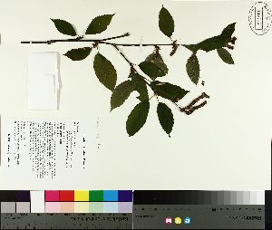  ( - TJD-106)  @11 [ ] CreativeCommons - Attribution Non-Commercial (2014) MTMG McGill University Herbarium