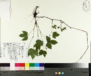  ( - TJD-108)  @11 [ ] CreativeCommons - Attribution Non-Commercial (2014) MTMG McGill University Herbarium