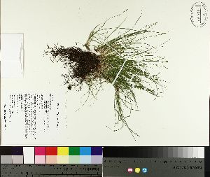  ( - TJD-121)  @11 [ ] CreativeCommons - Attribution Non-Commercial (2014) MTMG McGill University Herbarium