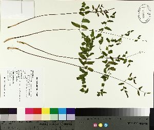 ( - TJD-483)  @11 [ ] CreativeCommons - Attribution Non-Commercial (2014) MTMG McGill University Herbarium