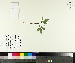  ( - TJD-125)  @11 [ ] CreativeCommons - Attribution Non-Commercial (2014) MTMG McGill University Herbarium