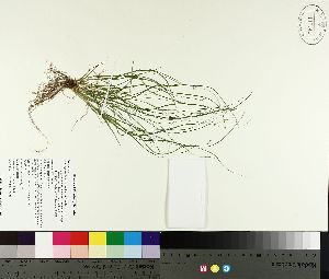  (Carex appalachica - TJD-127)  @11 [ ] CreativeCommons - Attribution Non-Commercial (2014) MTMG McGill University Herbarium