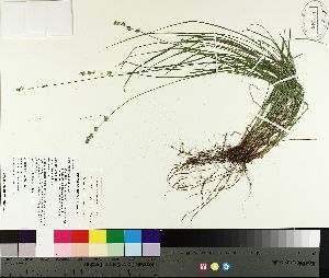  ( - TJD-128)  @11 [ ] CreativeCommons - Attribution Non-Commercial (2014) MTMG McGill University Herbarium