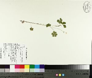 ( - TJD-132)  @11 [ ] CreativeCommons - Attribution Non-Commercial (2014) MTMG McGill University Herbarium