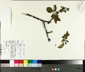  (Malus pumila - TJD-138)  @11 [ ] CreativeCommons - Attribution Non-Commercial (2014) MTMG McGill University Herbarium
