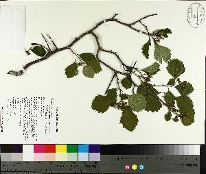  ( - TJD-139)  @11 [ ] CreativeCommons - Attribution Non-Commercial (2014) MTMG McGill University Herbarium