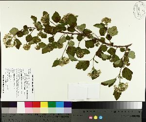  ( - TJD-145)  @11 [ ] CreativeCommons - Attribution Non-Commercial (2014) MTMG McGill University Herbarium