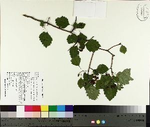  ( - TJD-152)  @11 [ ] CreativeCommons - Attribution Non-Commercial (2014) MTMG McGill University Herbarium