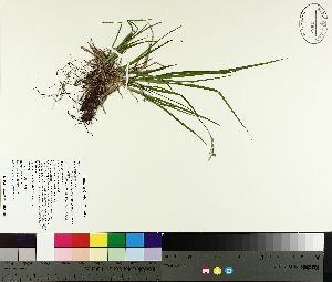  ( - TJD-154)  @11 [ ] CreativeCommons - Attribution Non-Commercial (2014) MTMG McGill University Herbarium