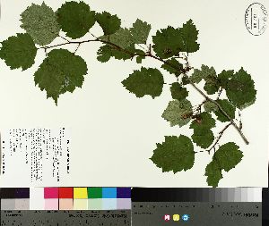  ( - TJD-155)  @11 [ ] CreativeCommons - Attribution Non-Commercial (2014) MTMG McGill University Herbarium