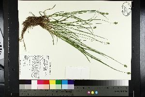  ( - TJD-162)  @11 [ ] CreativeCommons - Attribution Non-Commercial (2014) MTMG McGill University Herbarium