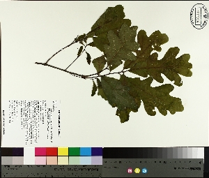 ( - TJD-180)  @11 [ ] CreativeCommons - Attribution Non-Commercial (2014) MTMG McGill University Herbarium