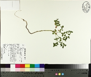  ( - TJD-182)  @11 [ ] CreativeCommons - Attribution Non-Commercial (2014) MTMG McGill University Herbarium