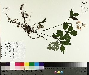  ( - TJD-188)  @11 [ ] CreativeCommons - Attribution Non-Commercial (2014) MTMG McGill University Herbarium