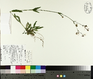  ( - TJD-189)  @11 [ ] CreativeCommons - Attribution Non-Commercial (2014) MTMG McGill University Herbarium
