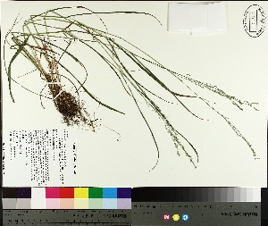  ( - TJD-204)  @11 [ ] CreativeCommons - Attribution Non-Commercial (2014) MTMG McGill University Herbarium
