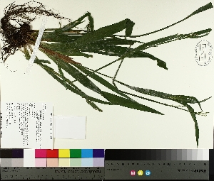  ( - TJD-214)  @11 [ ] CreativeCommons - Attribution Non-Commercial (2014) MTMG McGill University Herbarium