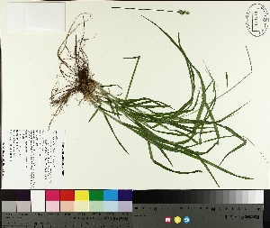  ( - TJD-216)  @11 [ ] CreativeCommons - Attribution Non-Commercial (2014) MTMG McGill University Herbarium