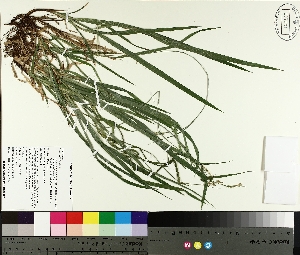  ( - TJD-217)  @11 [ ] CreativeCommons - Attribution Non-Commercial (2014) MTMG McGill University Herbarium