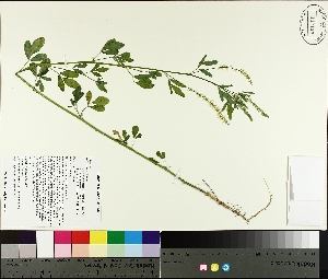  ( - TJD-220)  @11 [ ] CreativeCommons - Attribution Non-Commercial (2014) MTMG McGill University Herbarium