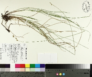  (Carex tenera - TJD-221)  @11 [ ] CreativeCommons - Attribution Non-Commercial (2014) MTMG McGill University Herbarium