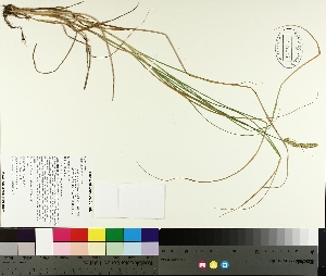  ( - TJD-229)  @11 [ ] CreativeCommons - Attribution Non-Commercial (2014) MTMG McGill University Herbarium