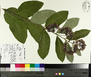  ( - TJD-237)  @11 [ ] CreativeCommons - Attribution Non-Commercial (2014) MTMG McGill University Herbarium