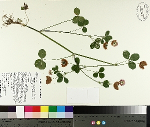  ( - TJD-238)  @11 [ ] CreativeCommons - Attribution Non-Commercial (2014) MTMG McGill University Herbarium