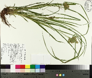  ( - TJD-255)  @11 [ ] CreativeCommons - Attribution Non-Commercial (2014) MTMG McGill University Herbarium
