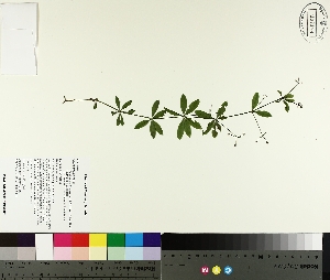  ( - TJD-258)  @11 [ ] CreativeCommons - Attribution Non-Commercial (2014) MTMG McGill University Herbarium
