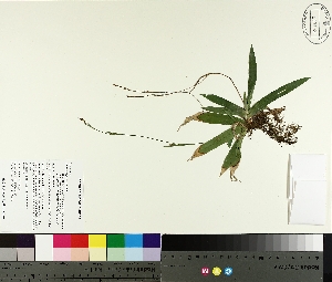  ( - TJD-264)  @11 [ ] CreativeCommons - Attribution Non-Commercial (2014) MTMG McGill University Herbarium