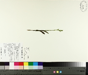  ( - TJD-265)  @11 [ ] CreativeCommons - Attribution Non-Commercial (2014) MTMG McGill University Herbarium