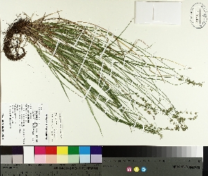  ( - TJD-270)  @11 [ ] CreativeCommons - Attribution Non-Commercial (2014) MTMG McGill University Herbarium
