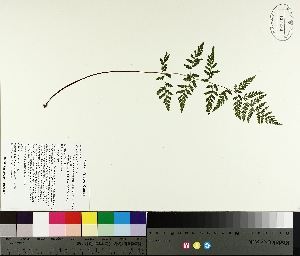  ( - TJD-492)  @11 [ ] CreativeCommons - Attribution Non-Commercial (2014) MTMG McGill University Herbarium