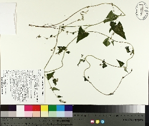  ( - TJD-318)  @11 [ ] CreativeCommons - Attribution Non-Commercial (2014) MTMG McGill University Herbarium