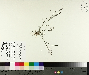  ( - TJD-323)  @11 [ ] CreativeCommons - Attribution Non-Commercial (2014) MTMG McGill University Herbarium