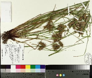  ( - TJD-336)  @11 [ ] CreativeCommons - Attribution Non-Commercial (2014) MTMG McGill University Herbarium