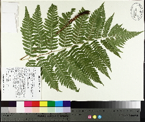  (Dryopteris goldiana - TJD-493)  @11 [ ] CreativeCommons - Attribution Non-Commercial (2014) MTMG McGill University Herbarium